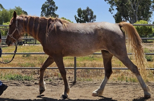 HorseID: 2275029 Echo's Love Her Madly MRW - PhotoID: 1048654