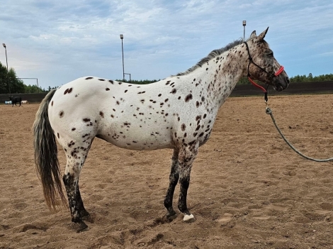 HorseID: 2275043 Wedel’s Lady Em - PhotoID: 1047770