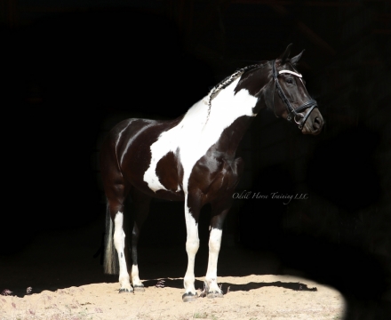 HorseID: 2275068 Ophelia fan Ravens Ridge - PhotoID: 1047792