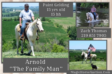 HorseID: 2275071 Arnold The Family Man - PhotoID: 1047802