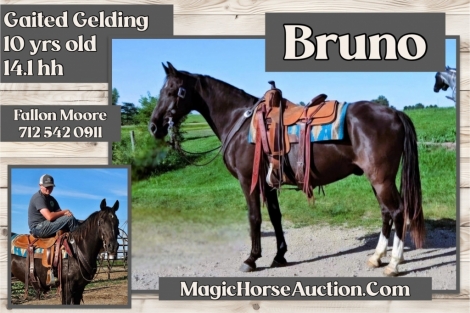 HorseID: 2275079 Bruno - PhotoID: 1047815