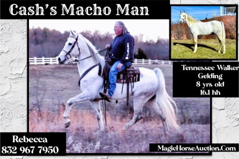 HorseID: 2275089 Cash's Macho Man - PhotoID: 1047825