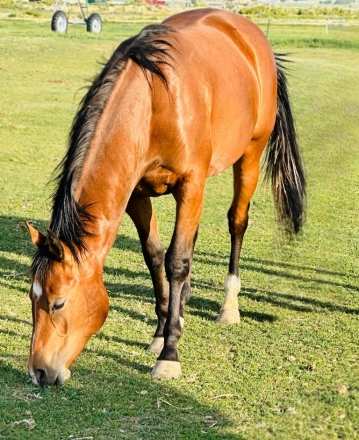 HorseID: 2275106 High Calibar Jazz - PhotoID: 1047835