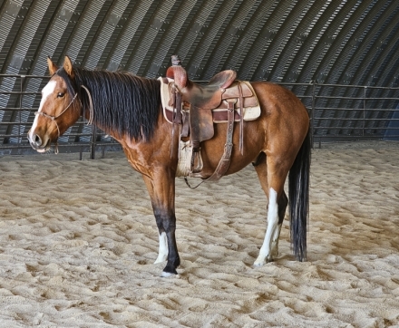 HorseID: 2275112 Louie Vuitton - PhotoID: 1047897