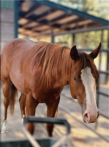 HorseID: 2275121 Embers Still Glow - PhotoID: 1047857