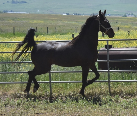 The Knights Last Stand, Bay American Saddlebred Gelding, Beautiful ...