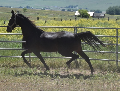 HorseID: 2275142 The Knight's Last Stand - PhotoID: 1047895