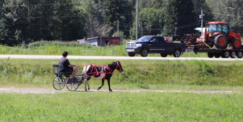 HorseID: 2275156 HIDDEN LANE'S LITTLE KATE [CAN]8957 - PhotoID: 1048515