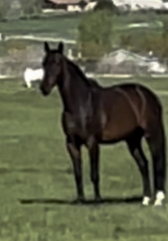 HorseID: 2275226 Rascal's Running - PhotoID: 1047966