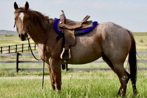 HorseID: 2275239 Rbuck’s Gorgeous Girl - PhotoID: 1047986