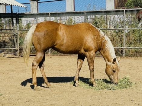 HorseID: 2275313 Dustys color command - PhotoID: 1048629