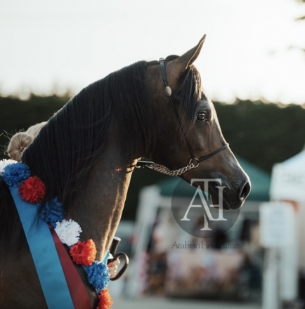 HorseID: 2275328 GC Nadal - PhotoID: 1048088