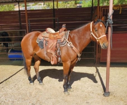 HorseID: 2275339 Okie Blue Hickory - PhotoID: 1048103