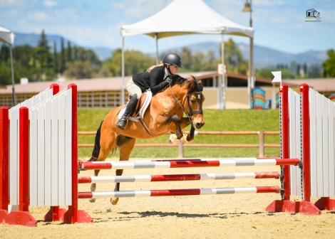 HorseID: 2275357 Montague - PhotoID: 1048129