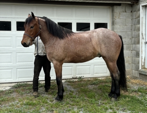 HorseID: 2275369 Belgian Quarter Horse Cross - PhotoID: 1048305