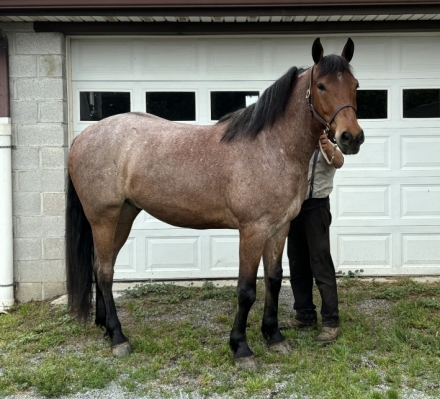 HorseID: 2275369 Belgian Quarter Horse Cross - PhotoID: 1048306