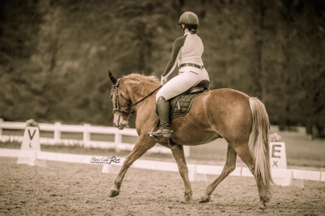 HorseID: 2275385 Falchion - PhotoID: 1048158