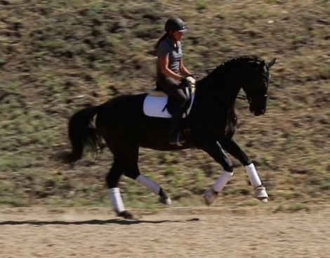 HorseID: 2275392 Rahannah - PhotoID: 1048181