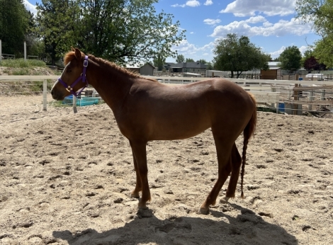 Willow May, Bay Blazer Horse Mare, Willow Idaho Blazer Mare in Idaho ...