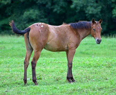 HorseID: 2275436 PS Bright Neve Dancer - PhotoID: 1048531