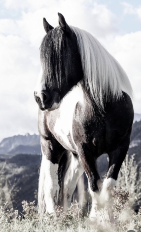 HorseID: 2275462 Domino - PhotoID: 1048284