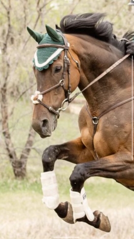 HorseID: 2275482 Natural Team - PhotoID: 1048357