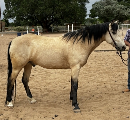 HorseID: 2275488 Chance's Cash - PhotoID: 1048302