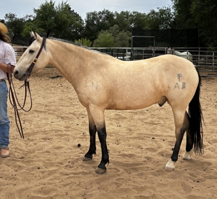 HorseID: 2275488 Chance's Cash - PhotoID: 1048303