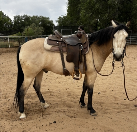 HorseID: 2275488 Chance's Cash - PhotoID: 1048304