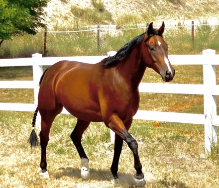 HorseID: 2275502 Joaquim of DDR - PhotoID: 1048332