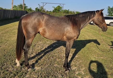 HorseID: 2275506 Hot Metallic Freckles - PhotoID: 1048335