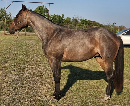 HorseID: 2275506 Hot Metallic Freckles - PhotoID: 1048336