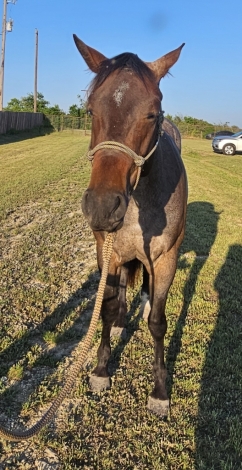 HorseID: 2275506 Hot Metallic Freckles - PhotoID: 1048337