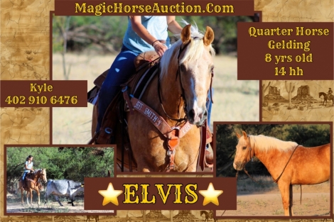 HorseID: 2275519 Elvis - PhotoID: 1048349