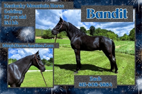 HorseID: 2275520 Bandit* - PhotoID: 1048350