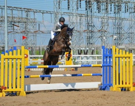 HorseID: 2275540 MMS Amadeus - PhotoID: 1048383