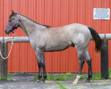 HorseID: 2275550 Tonkas King Jasper - PhotoID: 1048389