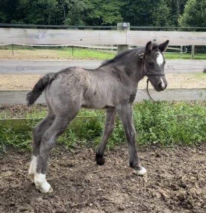 HorseID: 2275585 Silhouette Farms Delilah - PhotoID: 1048480