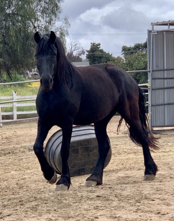 HorseID: 2275620 TDR Sjoerd's Khaleesi - PhotoID: 1048527