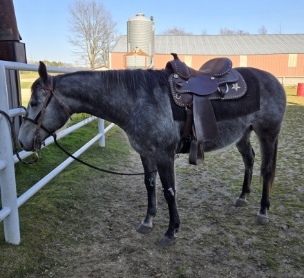 HorseID: 2275666 Luna - PhotoID: 1048586