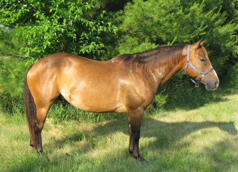 HorseID: 2275694 Kkings Elegant Dash - PhotoID: 1048615