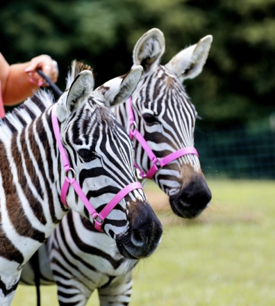 HorseID: 2275712 Zebra Pair - PhotoID: 1048755