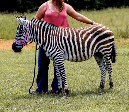 HorseID: 2275712 Zebra Pair - PhotoID: 1048757