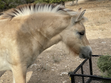 HorseID: 2275728 Landsdrop Nisse - PhotoID: 1048646