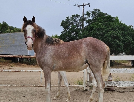 HorseID: 2275736 TWHBEA eligible filly - PhotoID: 1048655