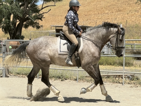 HorseID: 2275738 Landsers Legacy - PhotoID: 1048656