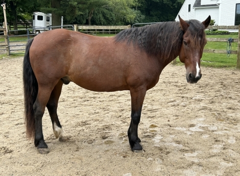 HorseID: 2275744 Koda - PhotoID: 1048665