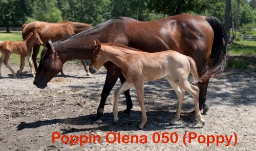 HorseID: 2275756 POPPIN OLENA 050 - PhotoID: 1048763