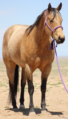 HorseID: 2275757 RIVER OF SUNFLOWERS - PhotoID: 1048692