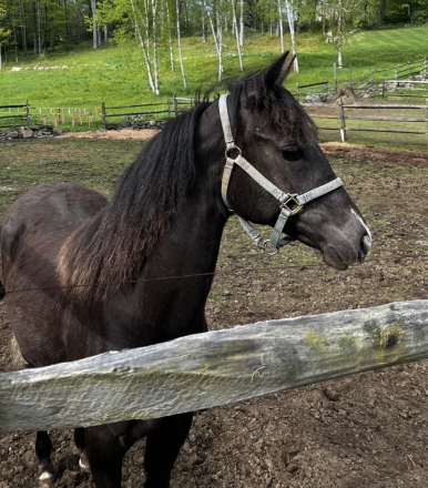 HorseID: 2275768 RLB Apollo's fire Fly - PhotoID: 1048777